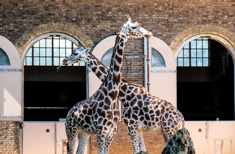 Żyrafy w londyńskim zoo