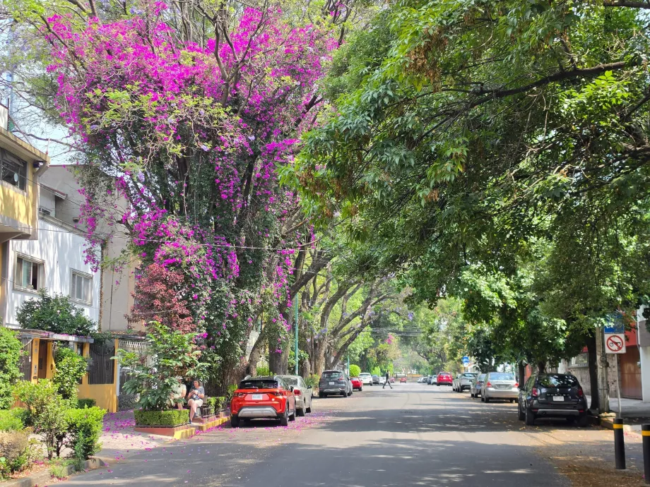 Dystrykt Coyoacán