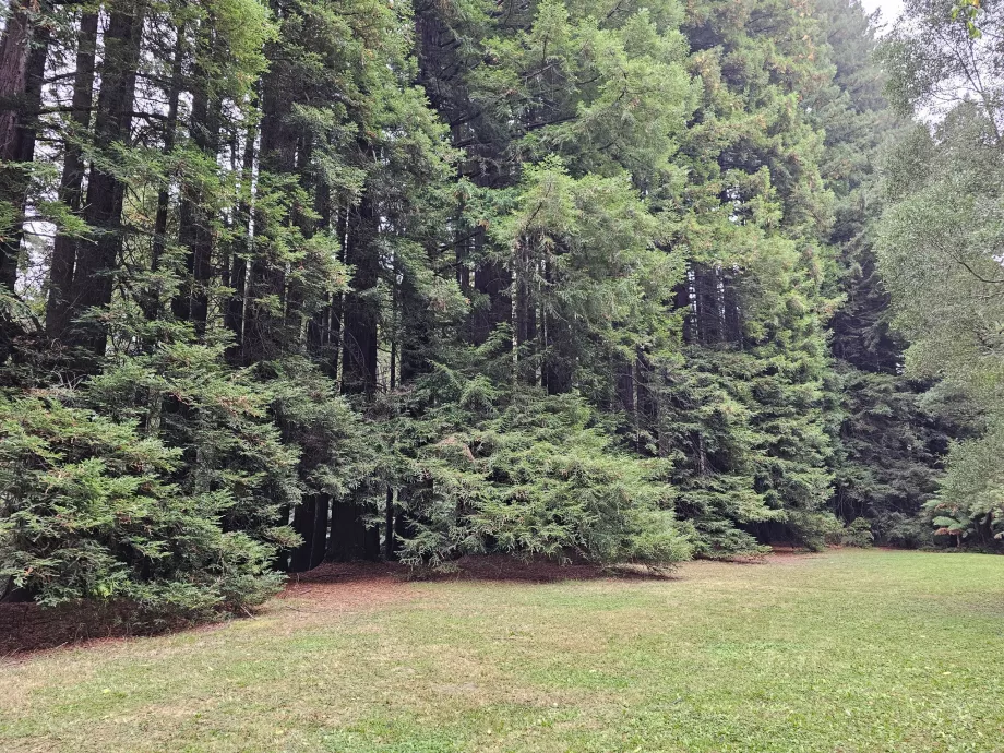 Sekwoje