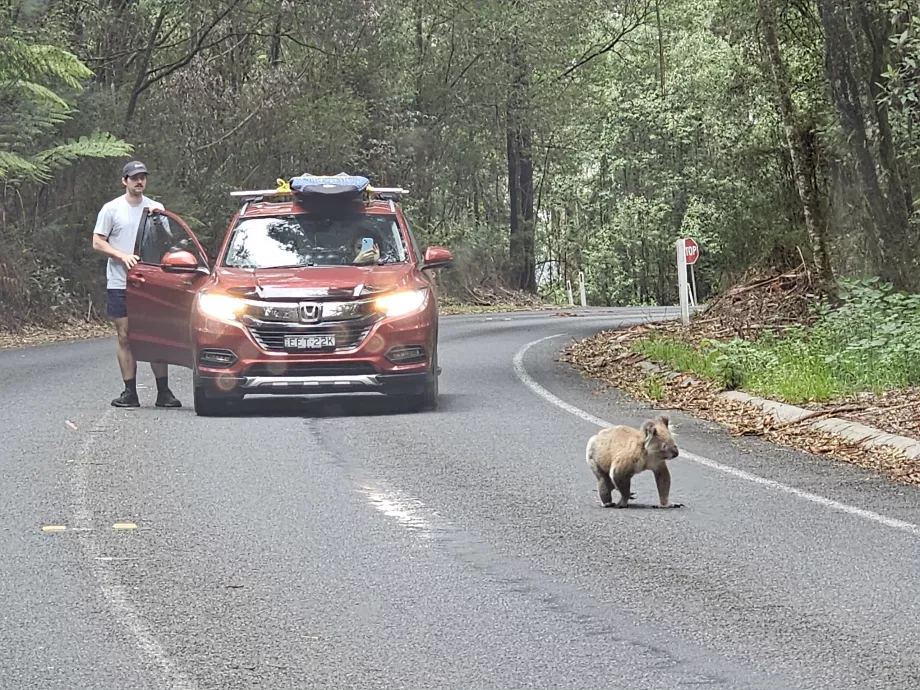 Miś koala na drodze