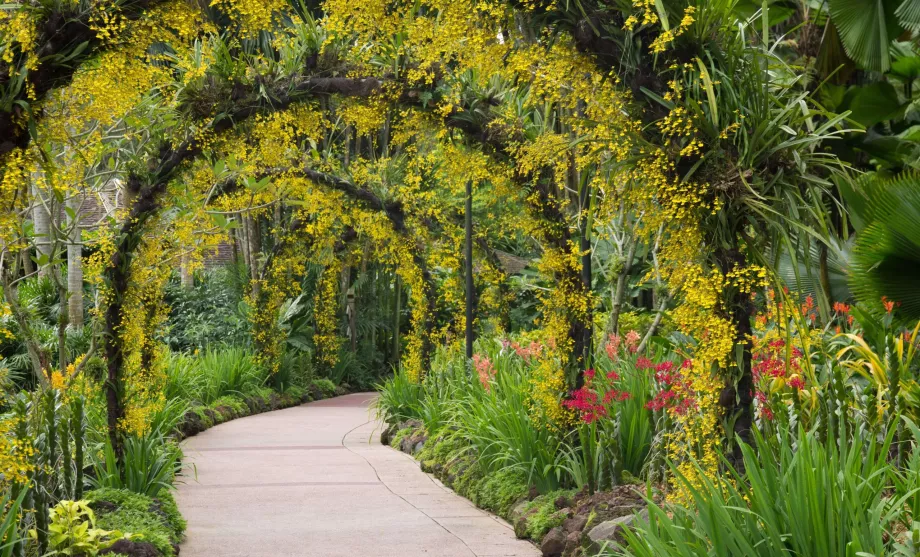 Ogród botaniczny w Singapurze