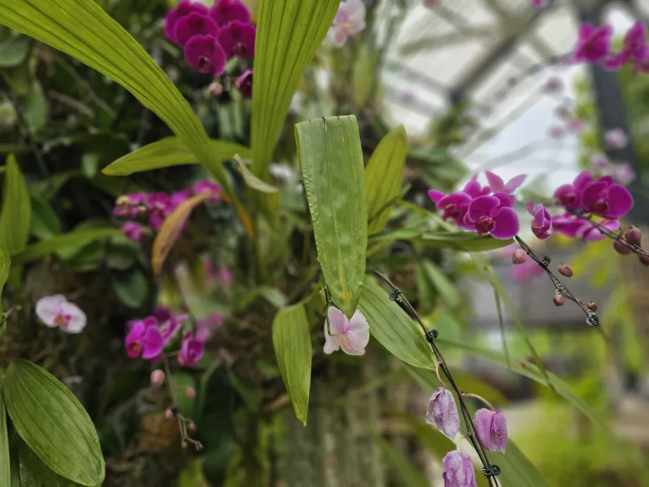 Ogród orchidei