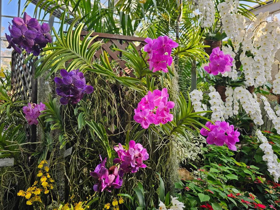 Ogrody botaniczne w Kioto