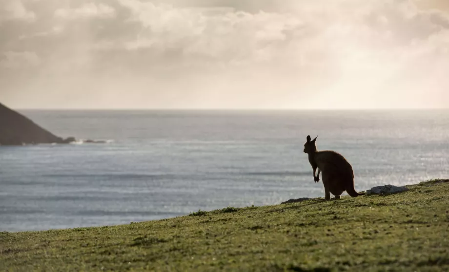 Kangur w Australii