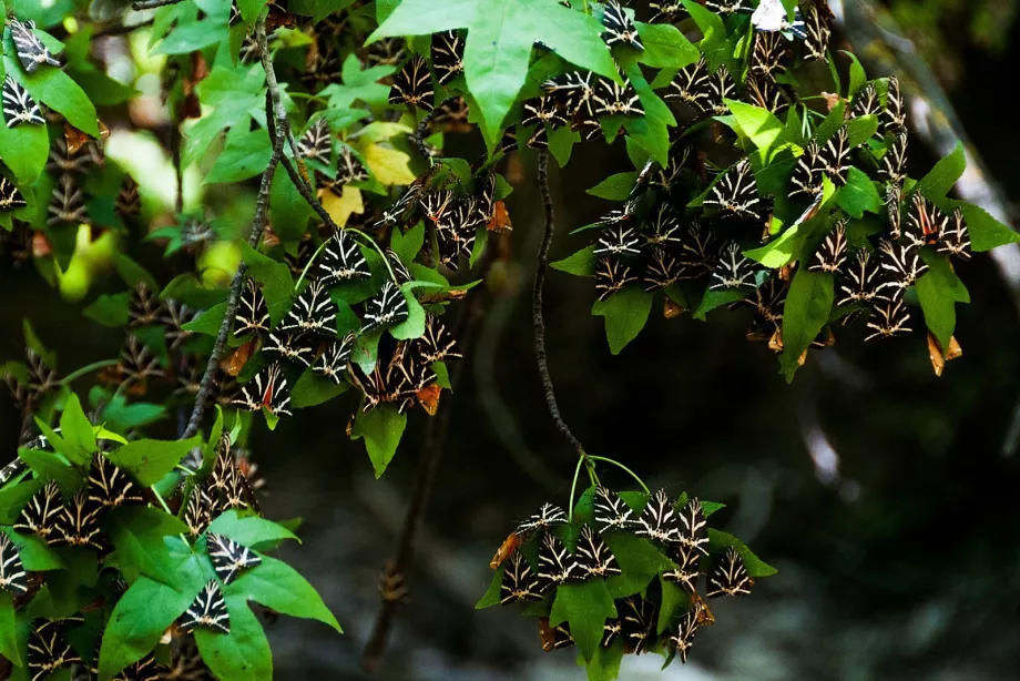Dolina motyli
