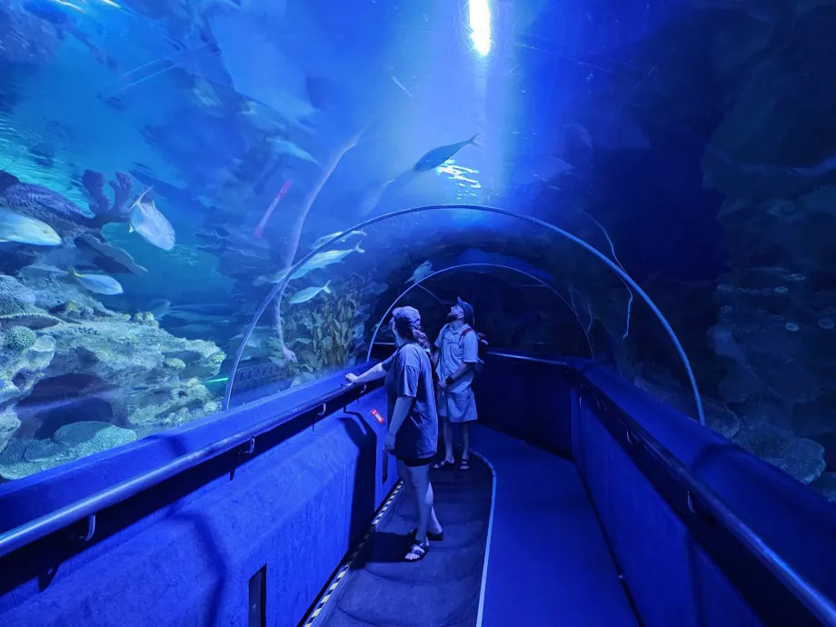 Podwodny tunel, akwaria