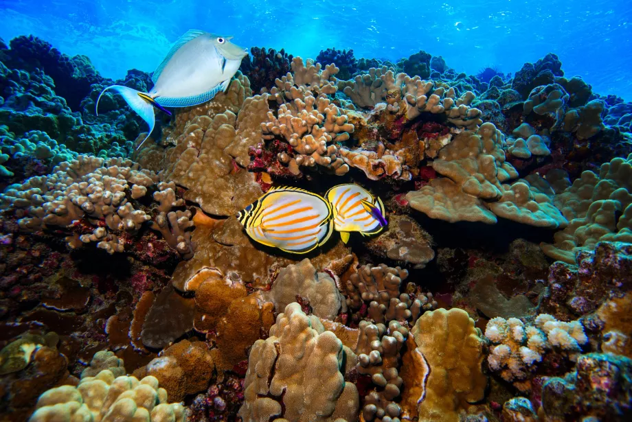 Podwodny świat Molokini