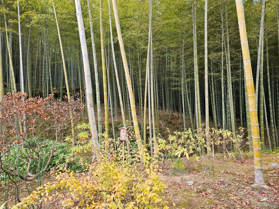 Las bambusowy Arashiyama