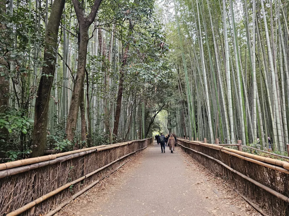 Las bambusowy Arashiyama