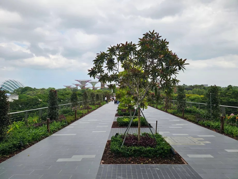 Trasa spacerowa do Gardens by the Bay