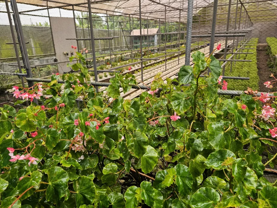 Plantation Vanille