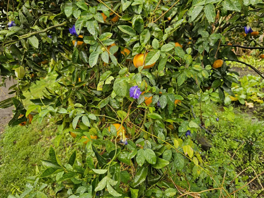 Plantation Vanille