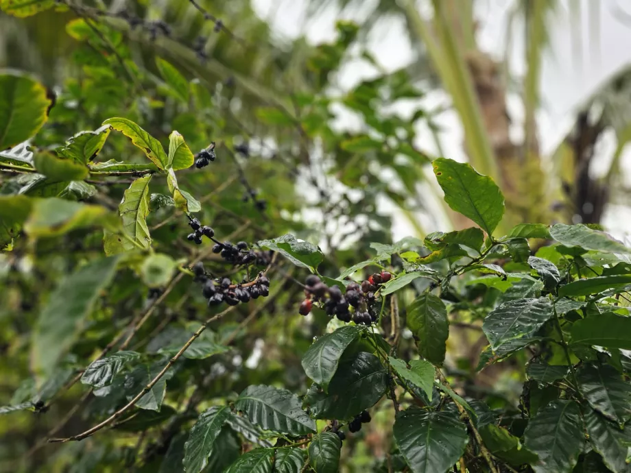 Kawa w Plantation Vanille