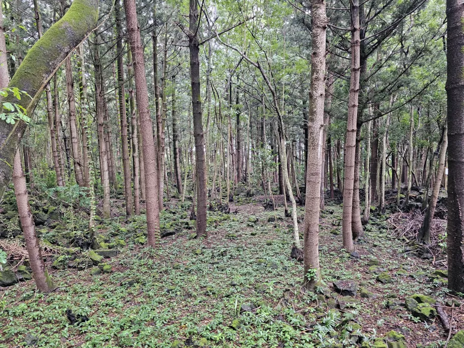 Park Narodowy Bras d'Eau