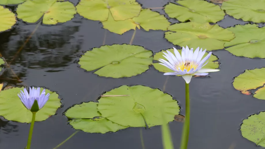 Staw z liliami wodnymi