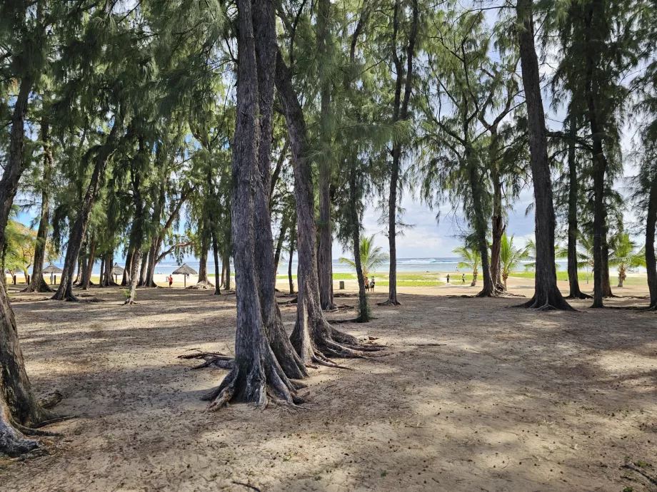 Park przy plaży Flic en Flac