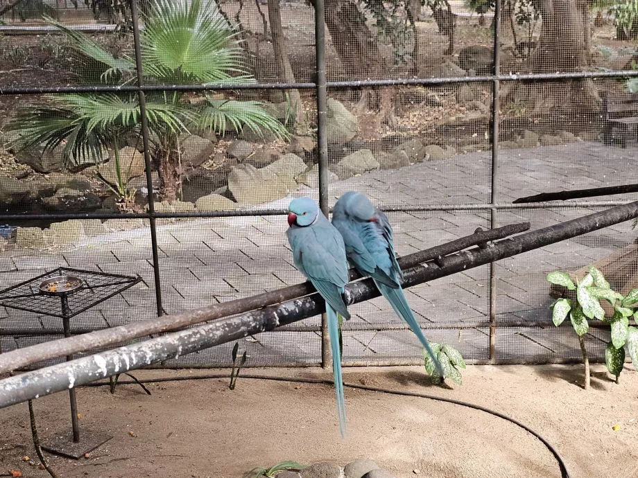 Zoo Casela