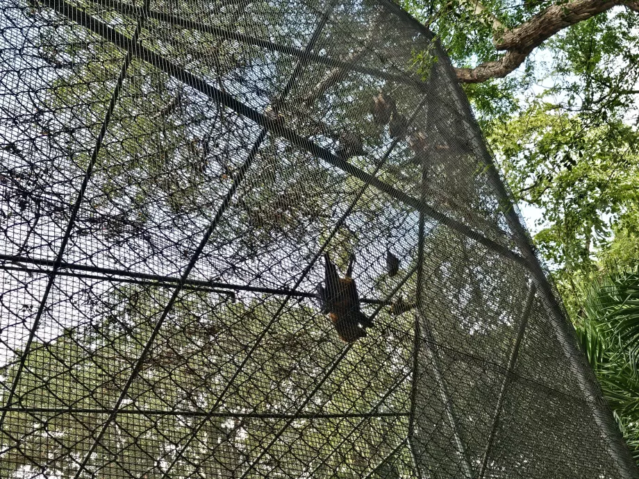 Nietoperze w zoo Casela