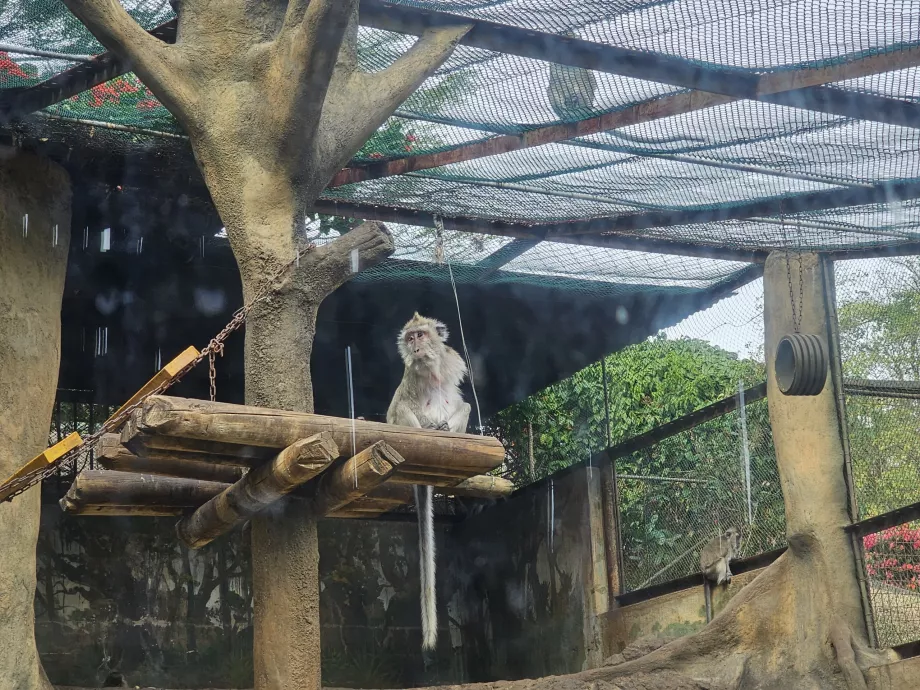 Małpy w zoo Casela