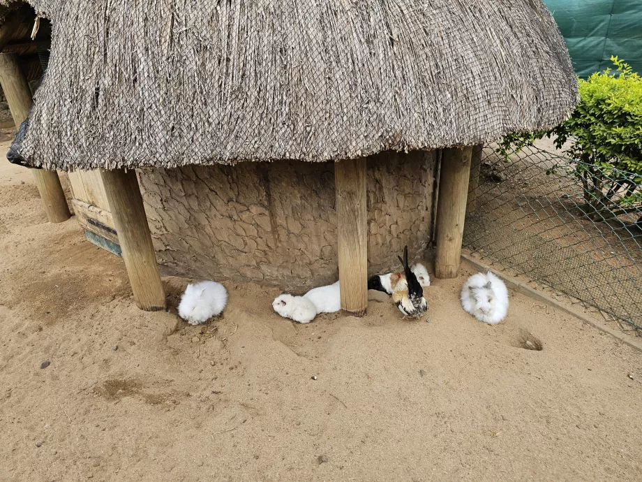 Króliki w zoo Casela