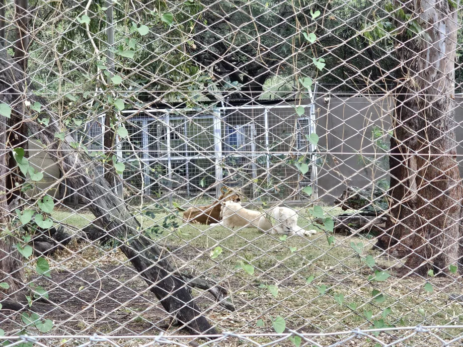 Lwy w zoo Casela