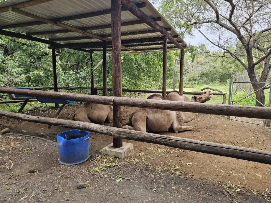 Wielbłądy w zoo Casela