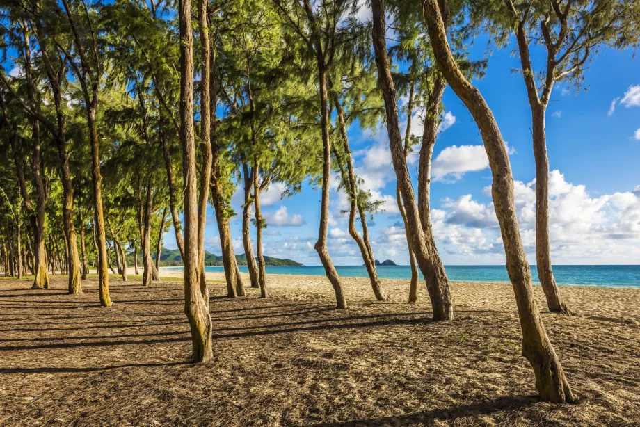 Drzewa na plaży Waimanalo