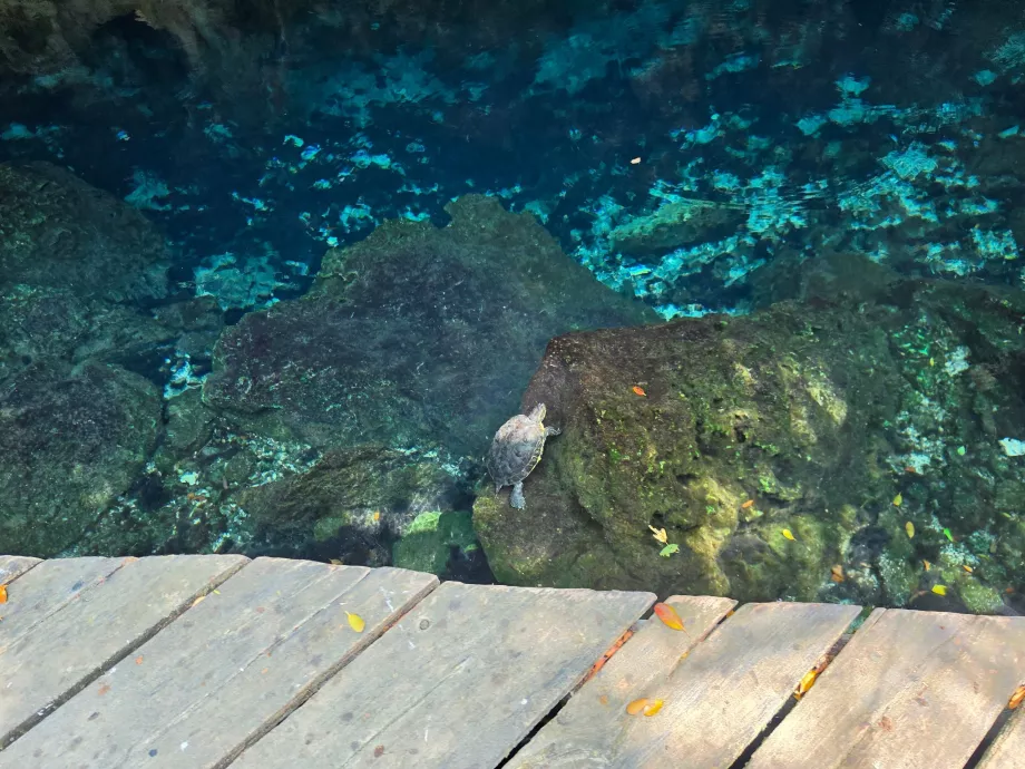 Żółwie w Gran Cenote