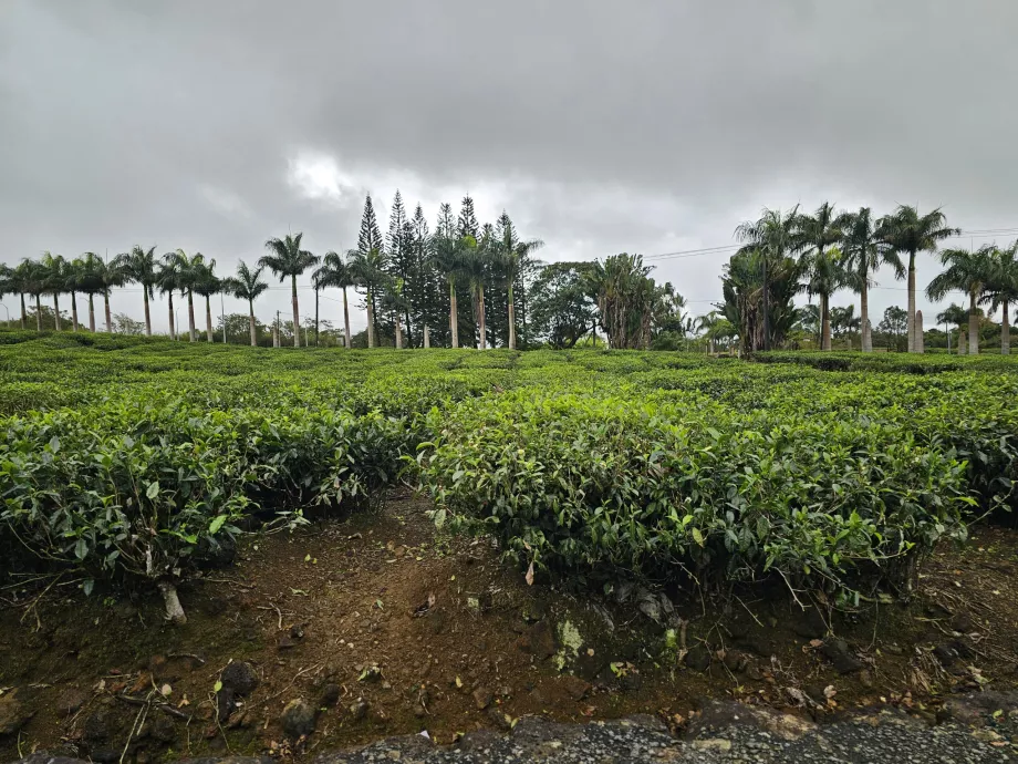 Plantacja herbaty Bois Cheri