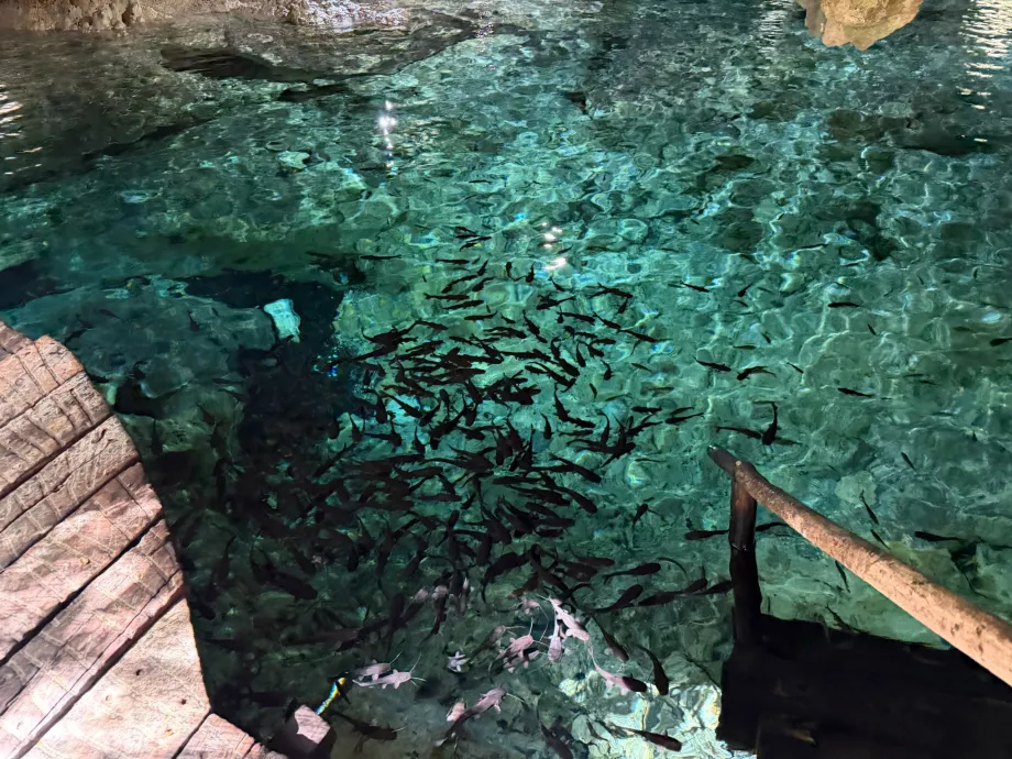 Cenote Aktun Chen