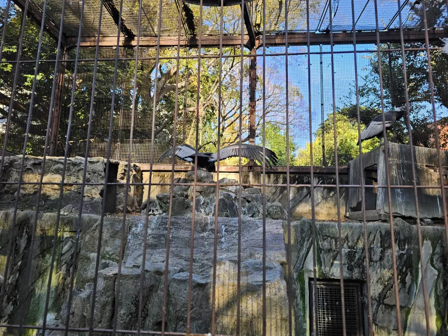 Sępy w zoo w Ueno