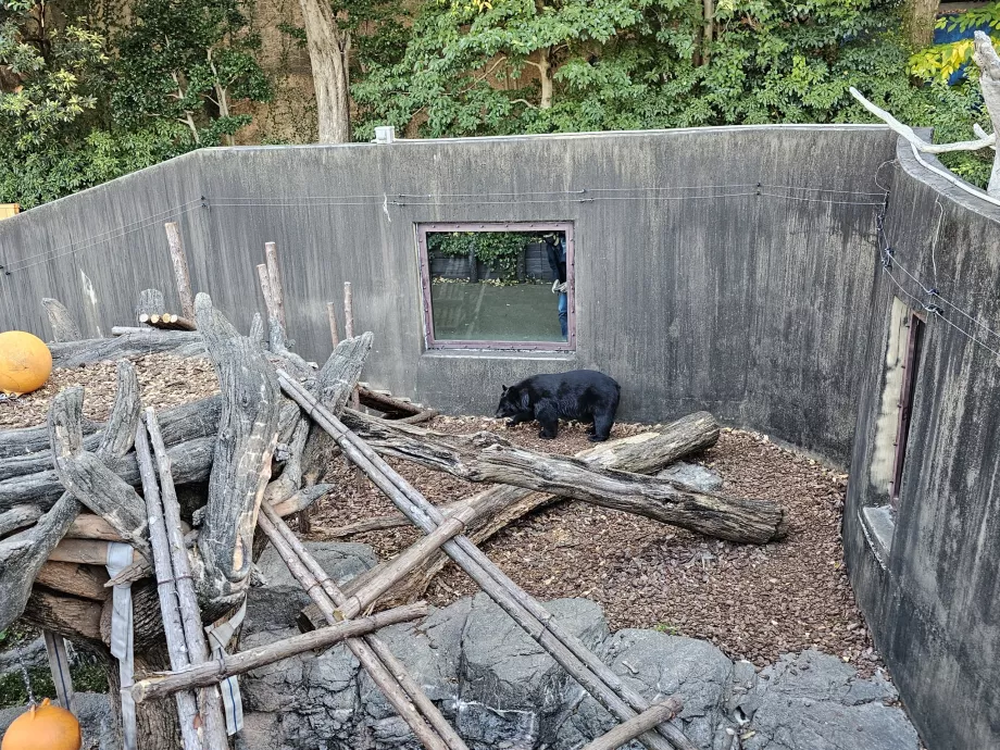 Niedźwiedź w zoo w Ueno