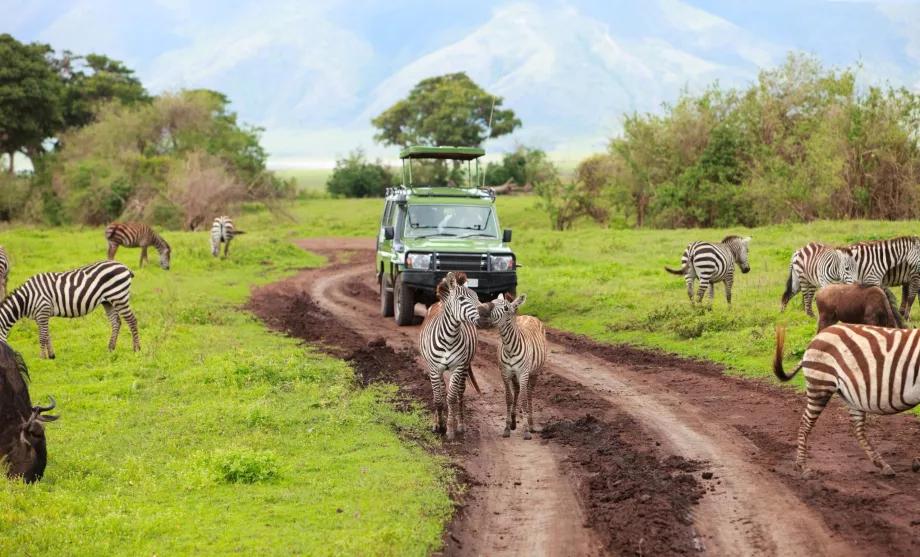 Samochód na safari