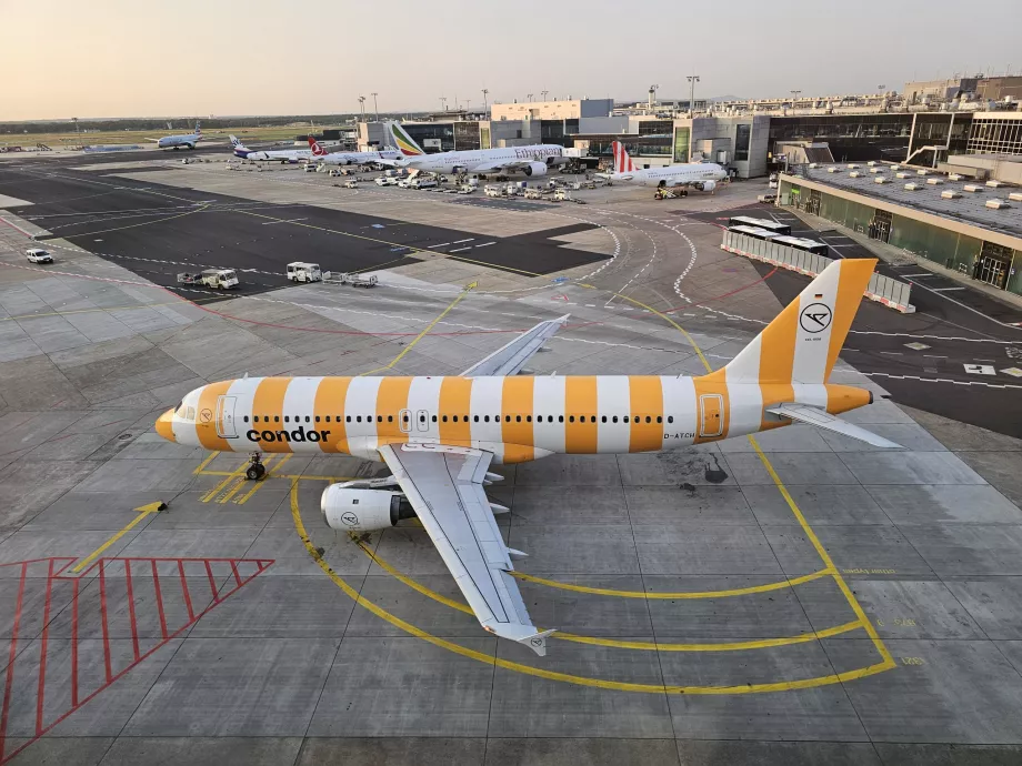 Żółty Airbus A320 na lotnisku we Frankfurcie