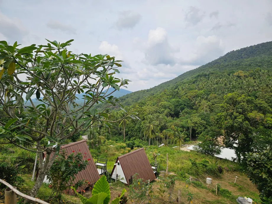 Dżungla we wnętrzu Koh Phangan