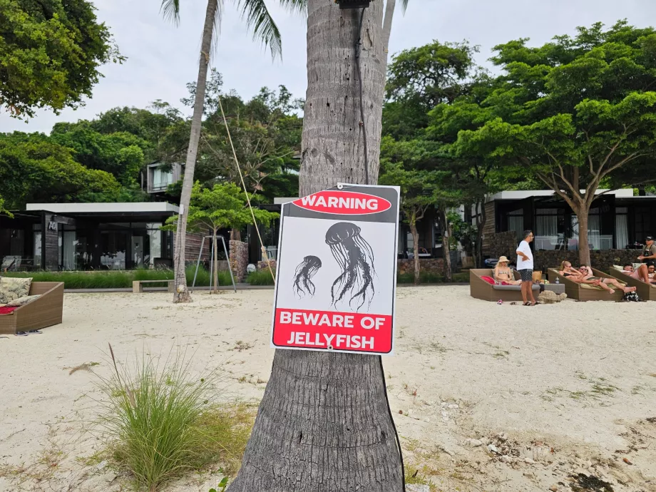 Plaża Rin Nai, ostrzeżenie przed meduzami