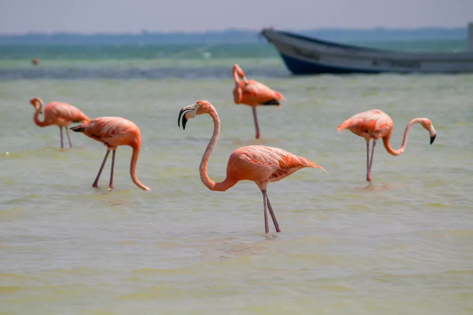 Flamingi na Holbox