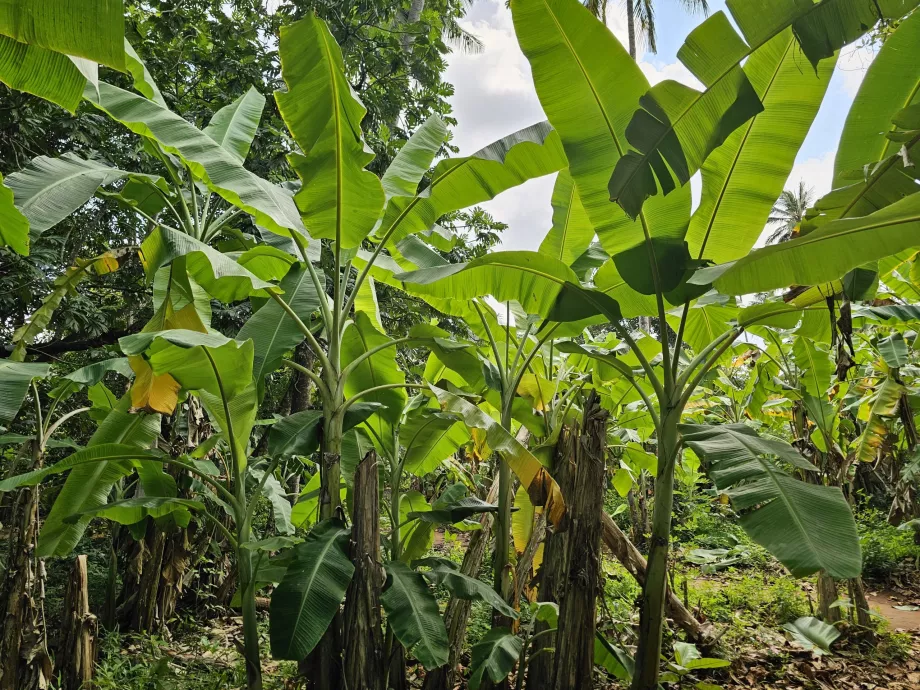 Drzewo bananowe