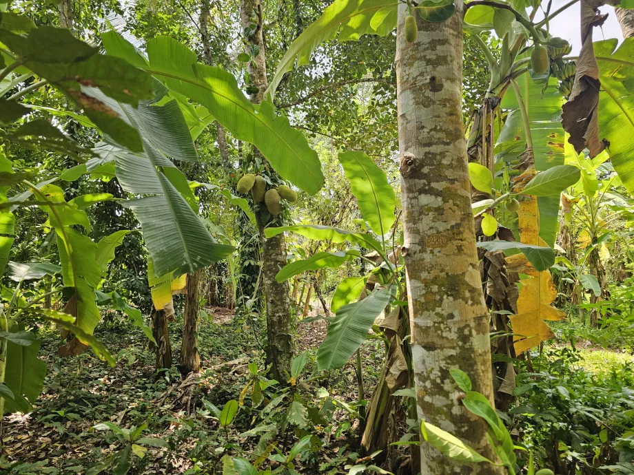 Jackfruit