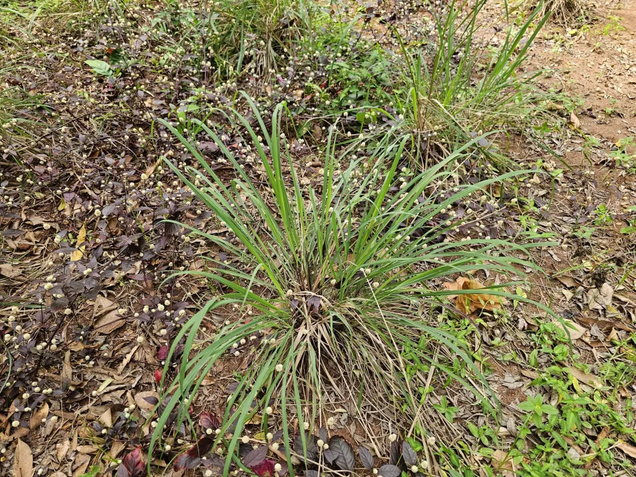 Trawa cytrynowa