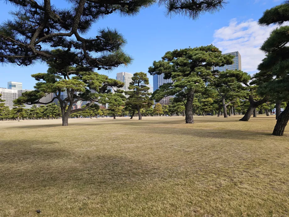 Ogród Narodowy Kokyo Gaien