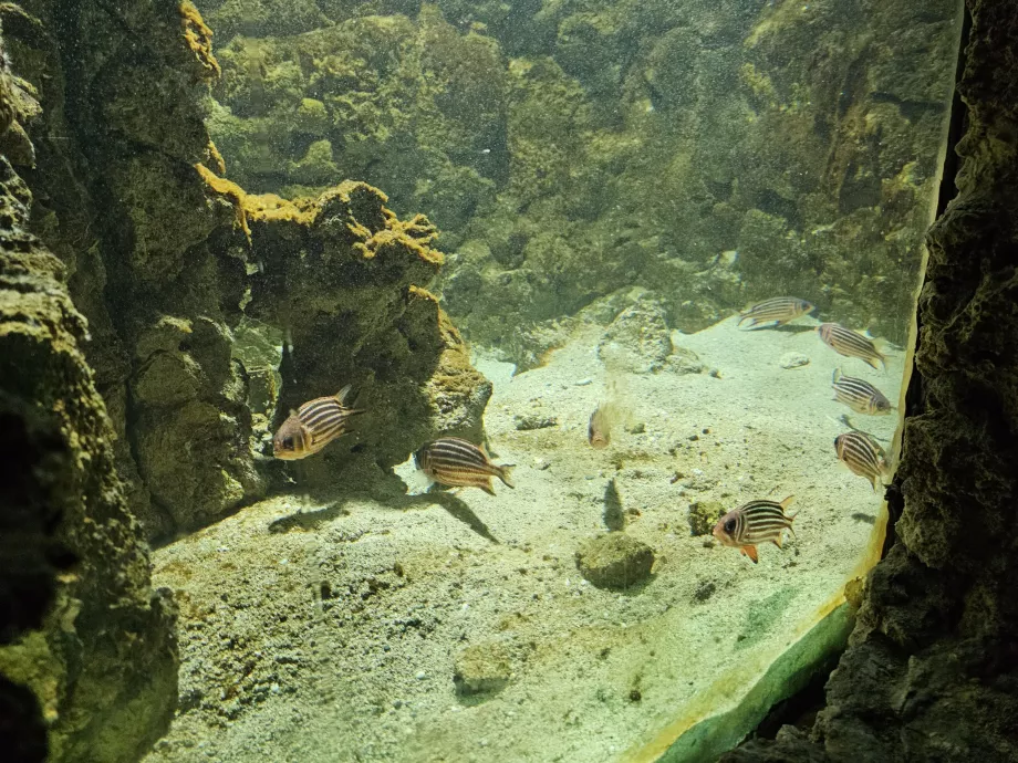 Akwarium Rodos