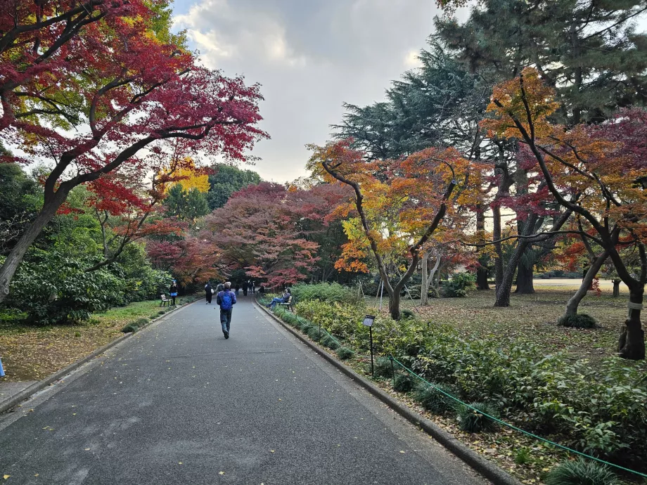 Ogród Narodowy Shinjuku Gyoen