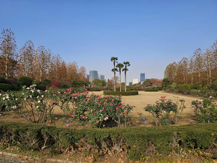 Ogród Narodowy Shinjuku Gyoen