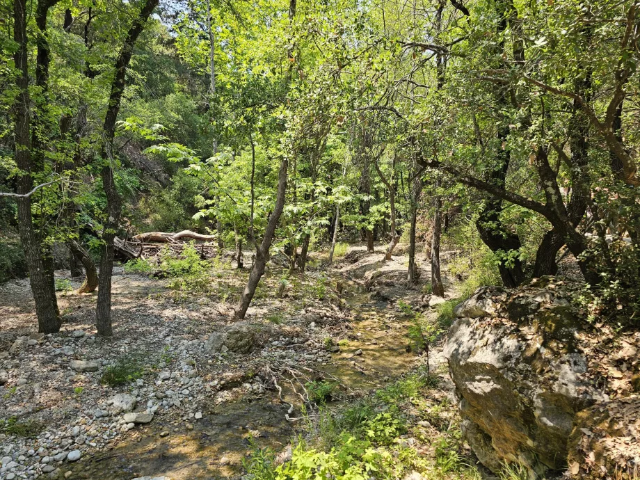 Dolina motyli