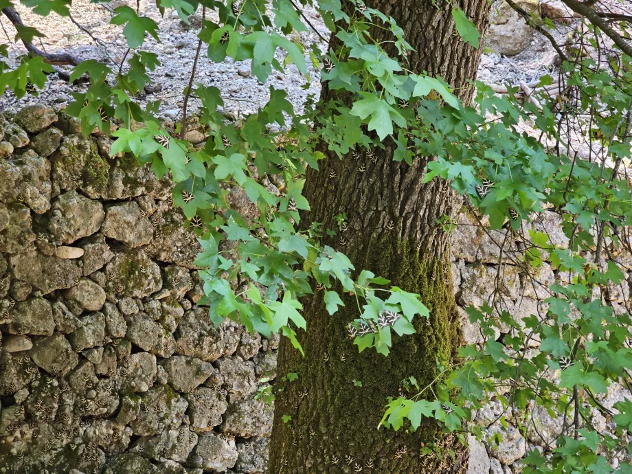 Dolina motyli