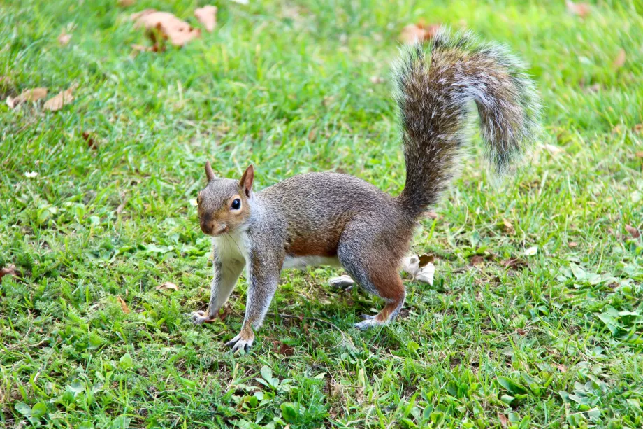 Wiewiórka Hyde Park