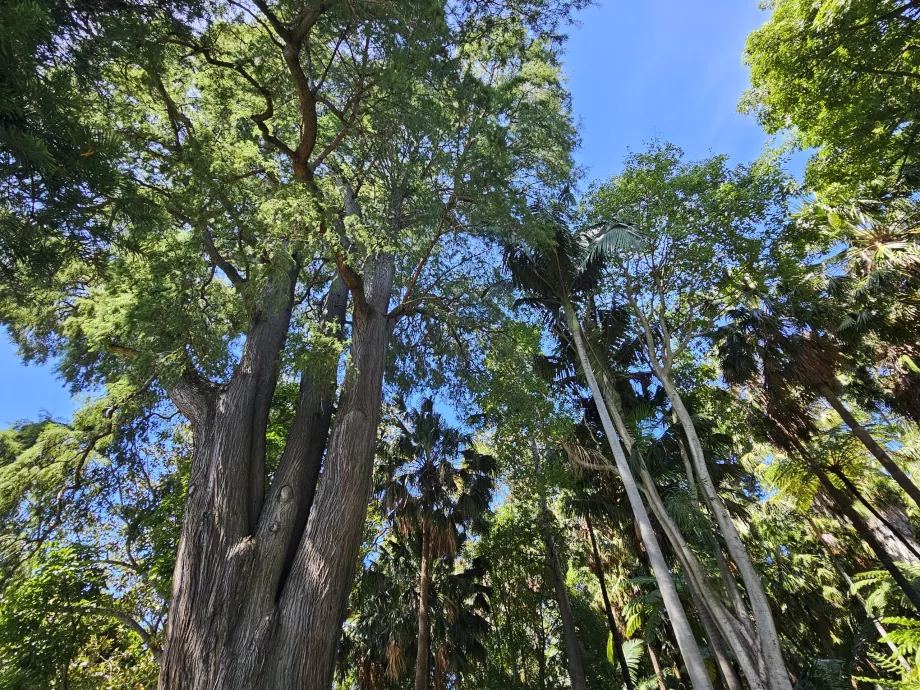 Królewskie Ogrody Botaniczne