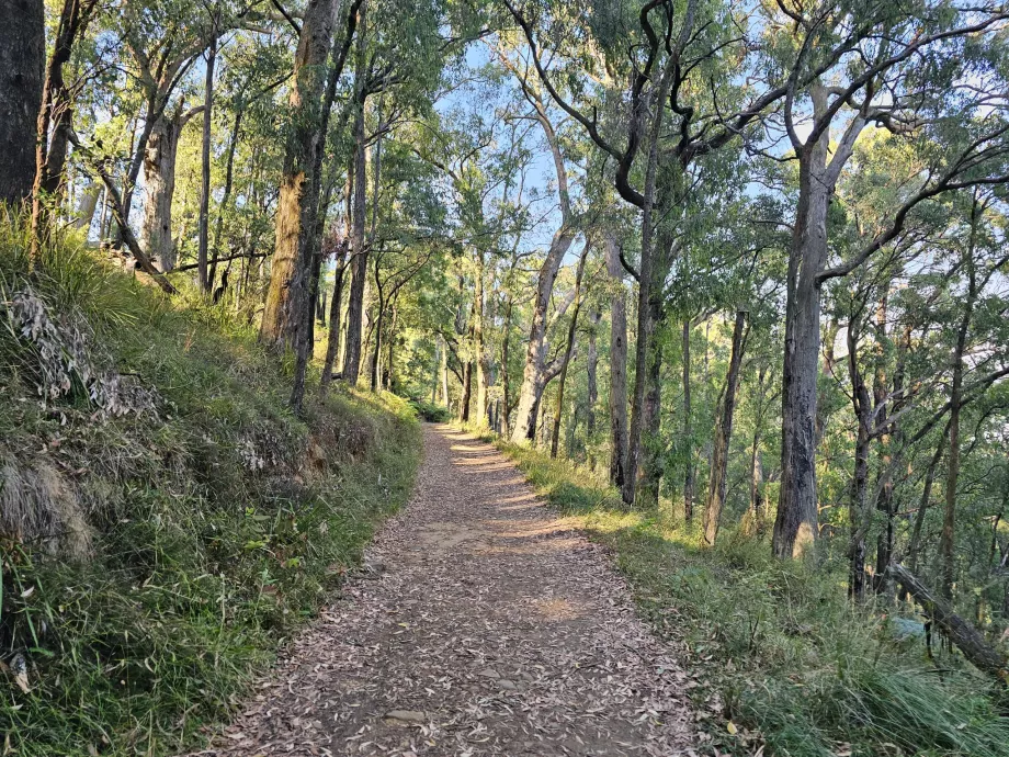 Dandenong Ranges, szlak turystyczny