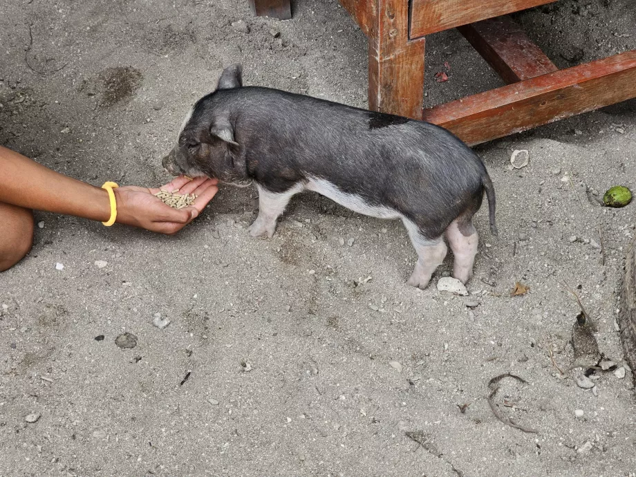 Karmienie świń na Wyspie Świń